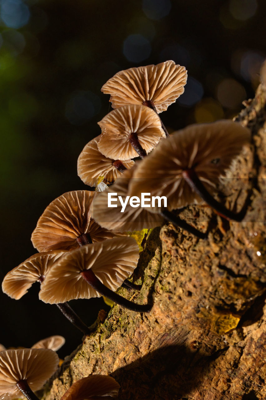 leaf, nature, macro photography, flower, close-up, plant, autumn, yellow, beauty in nature, no people, petal, growth, fragility, freshness, flowering plant, sunlight, outdoors, tree, focus on foreground, mushroom