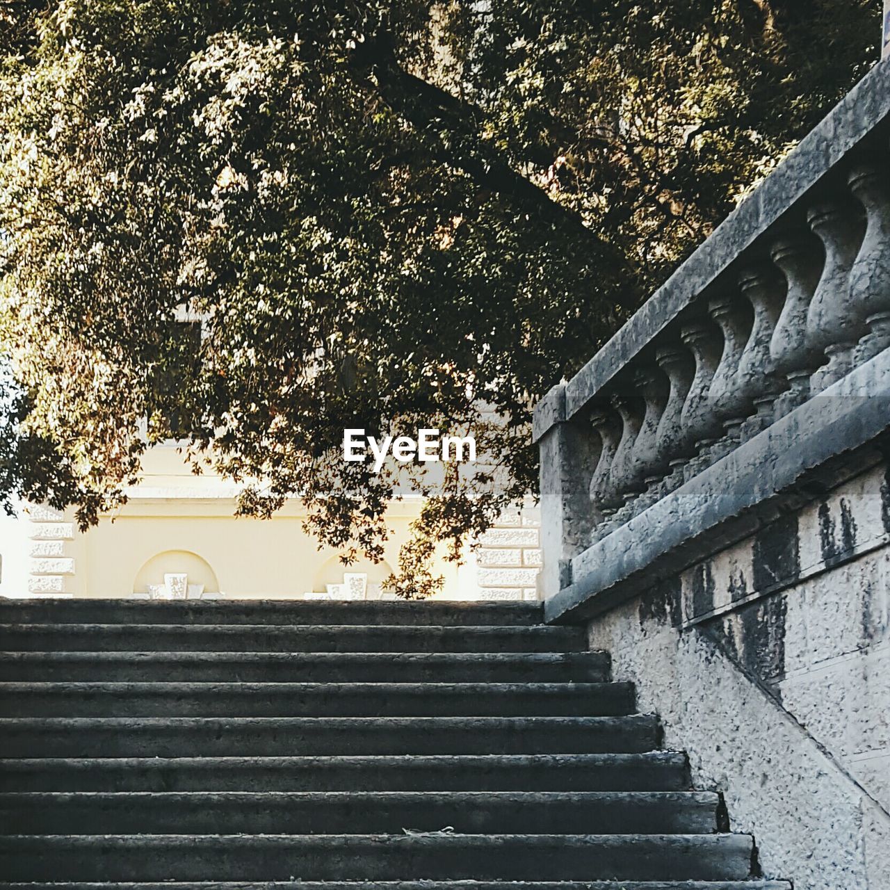 STAIRCASE AGAINST TREES