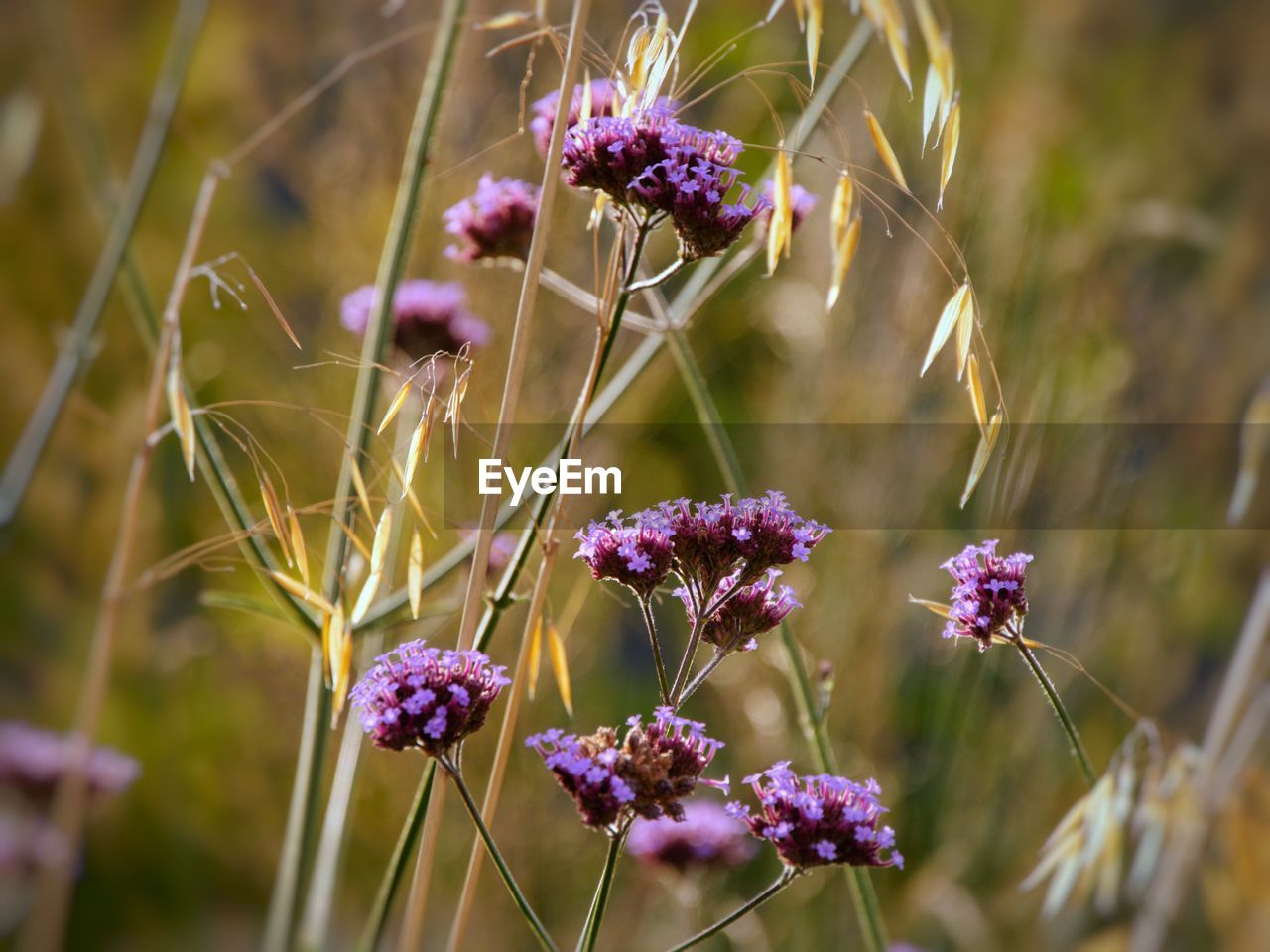 Close-up of purple flowering plant in golden grasses