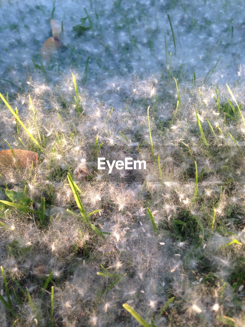HIGH ANGLE VIEW OF PLANTS ON FIELD