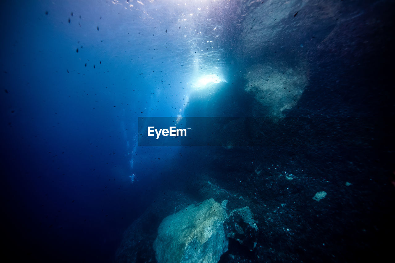 Close-up of swimming underwater