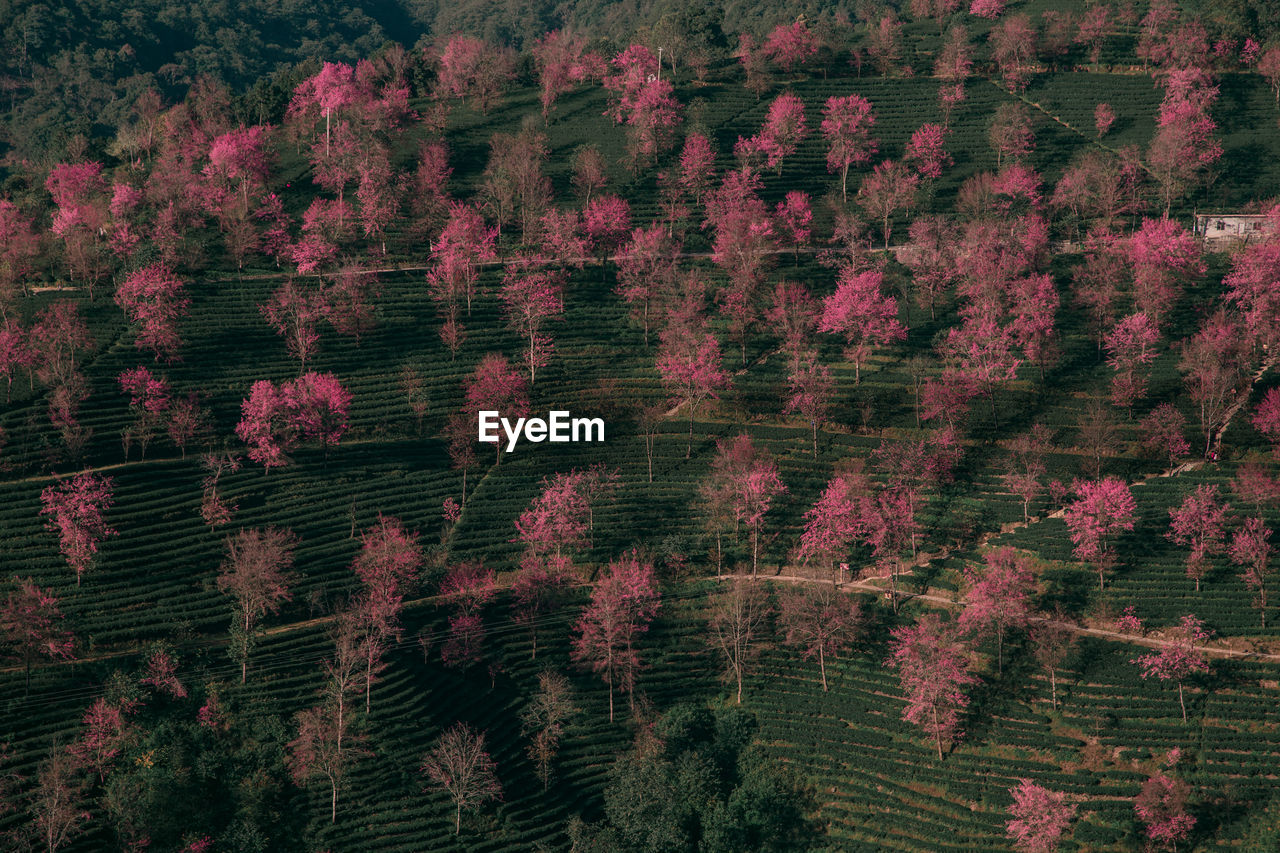 Aerial view of flowering trees in forest