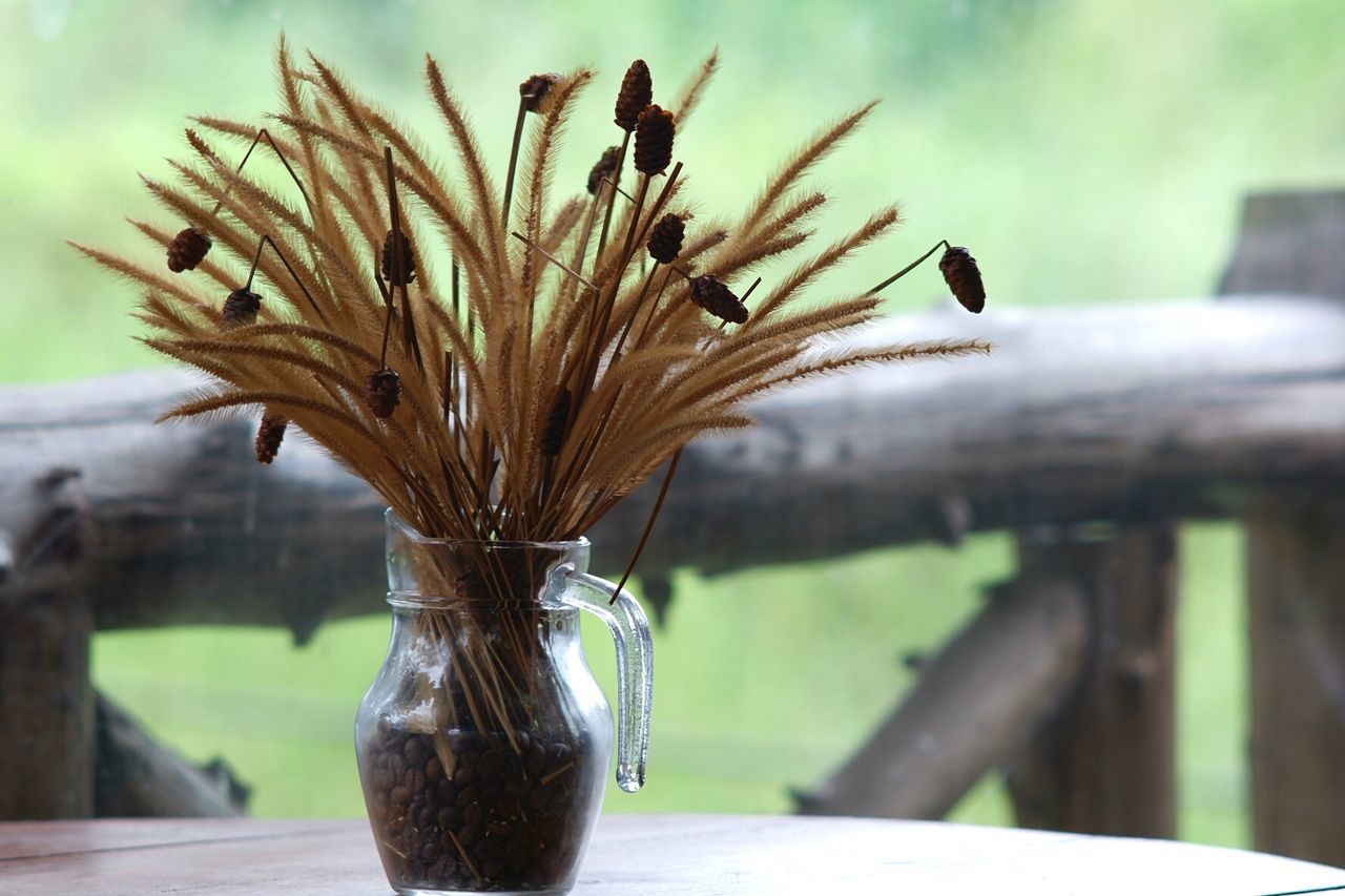 CLOSE-UP OF POTTED PLANT ON TABLE AGAINST TREES