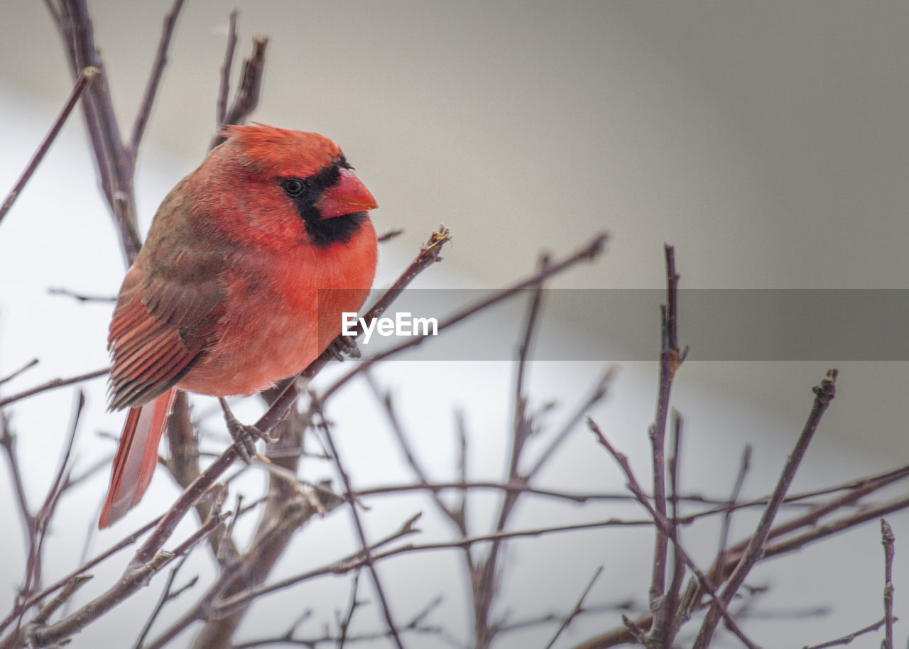 Low angle view of cardinal perching on twig