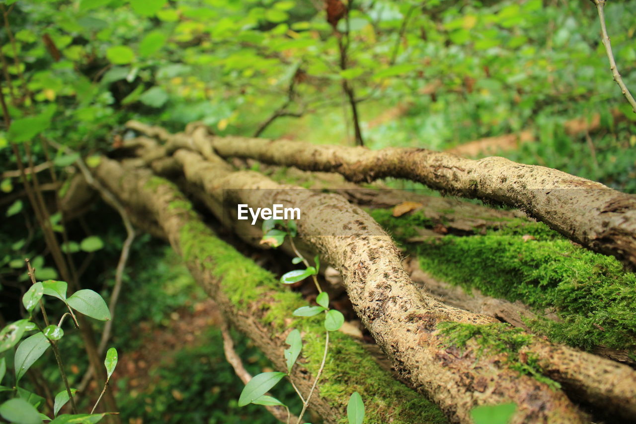 Close-up of tree