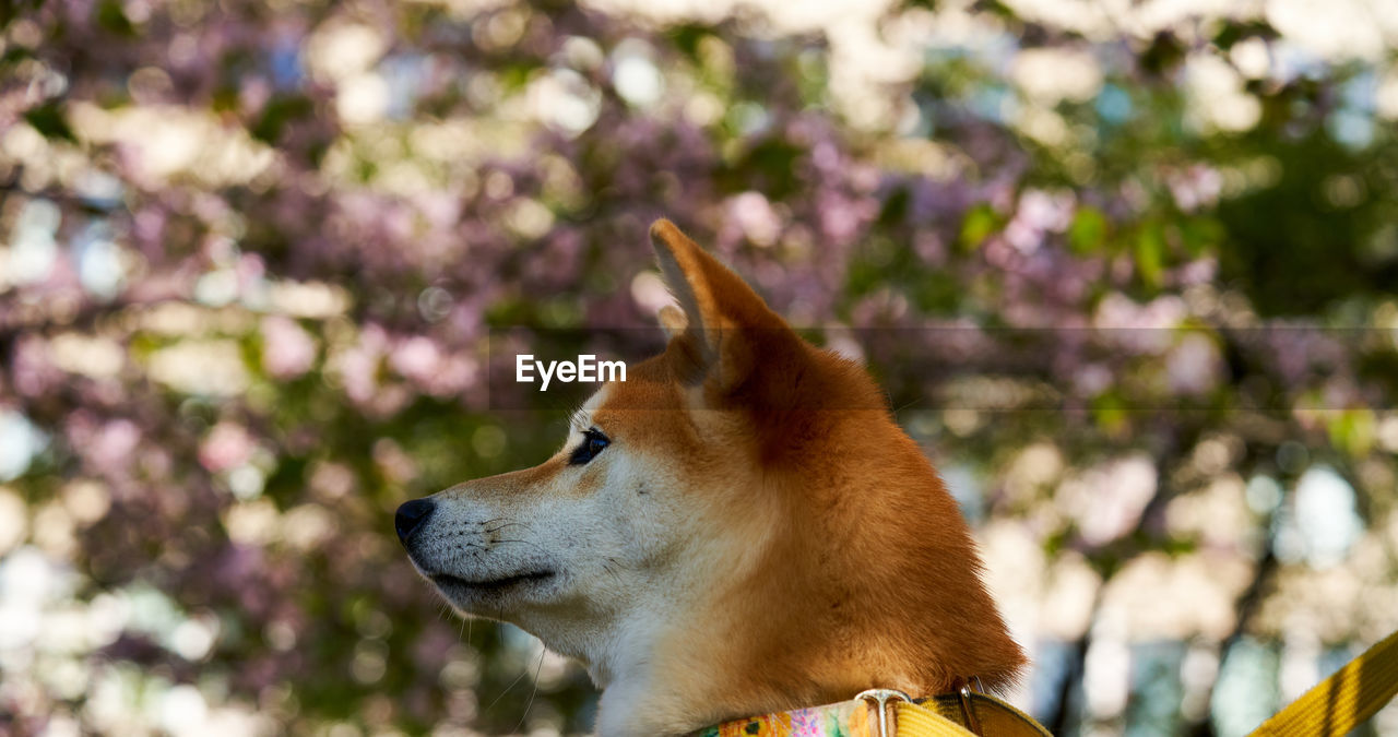 close-up portrait of dog