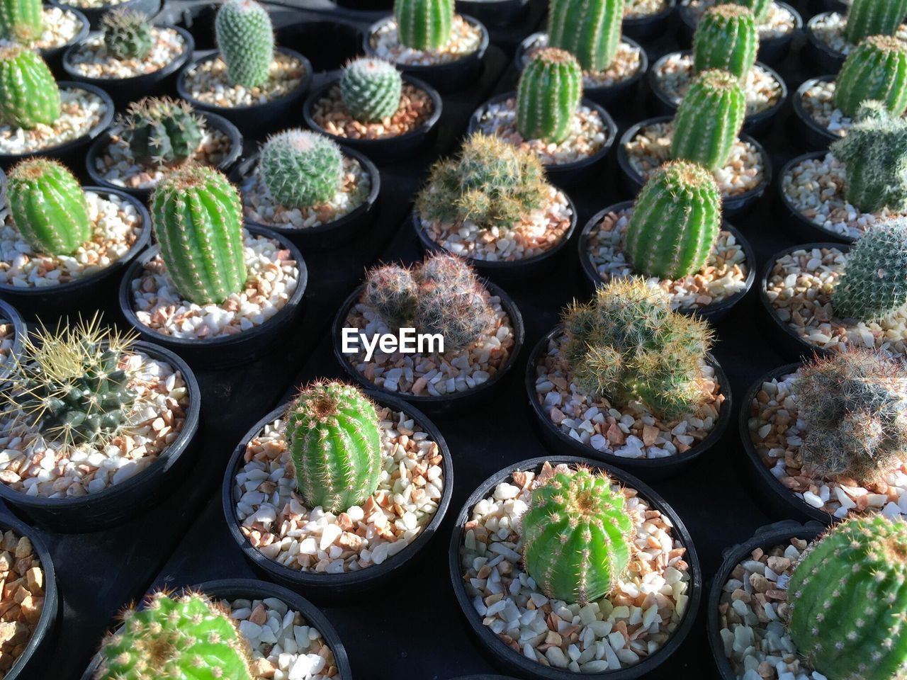 HIGH ANGLE VIEW OF CACTUS