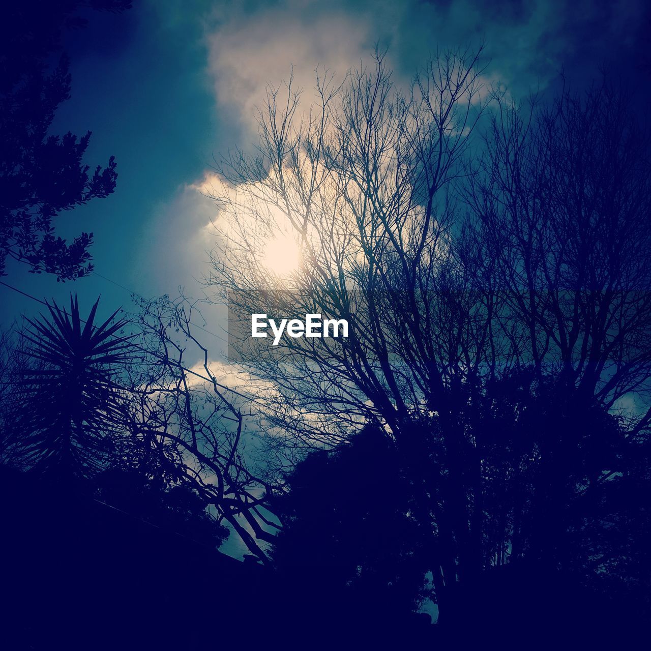 LOW ANGLE VIEW OF SILHOUETTE TREES AGAINST SKY