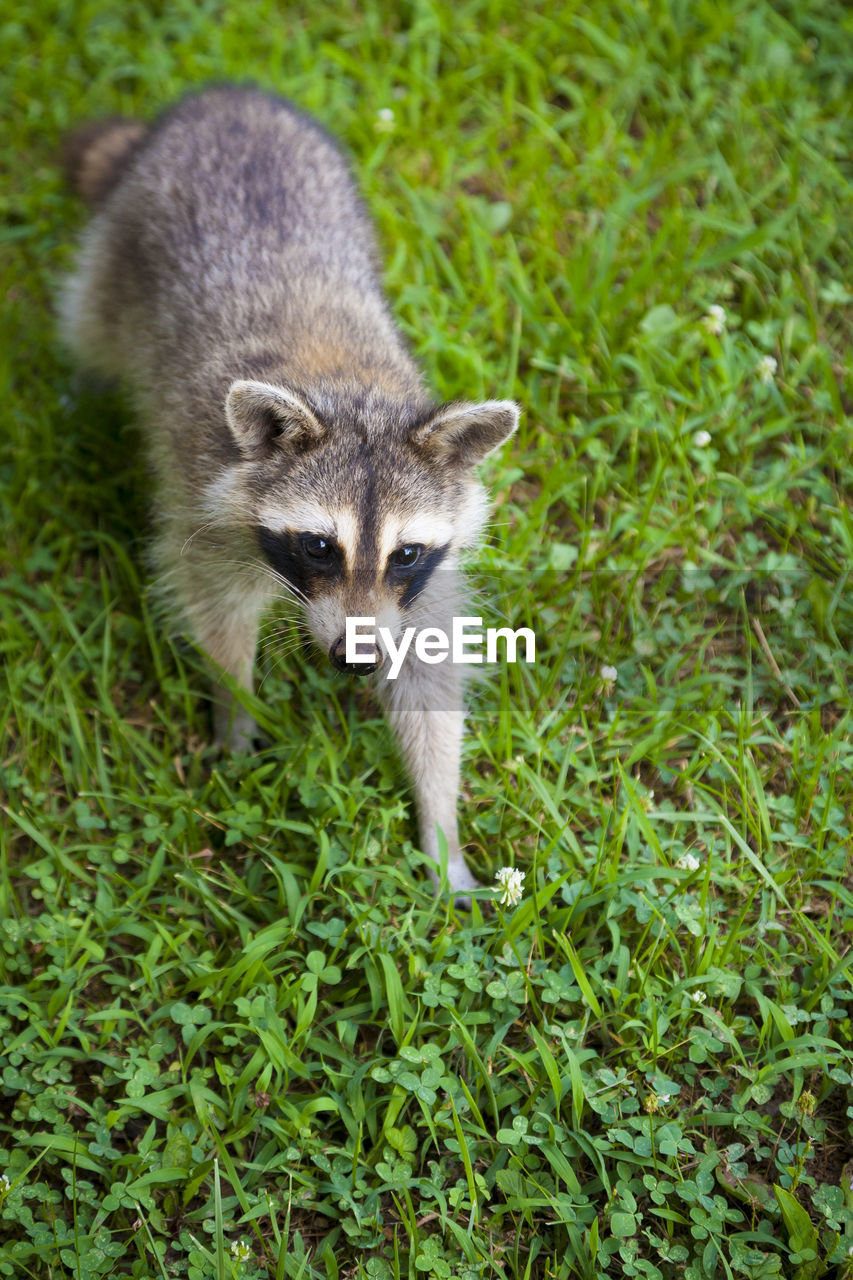 Young raccoon begging for food.