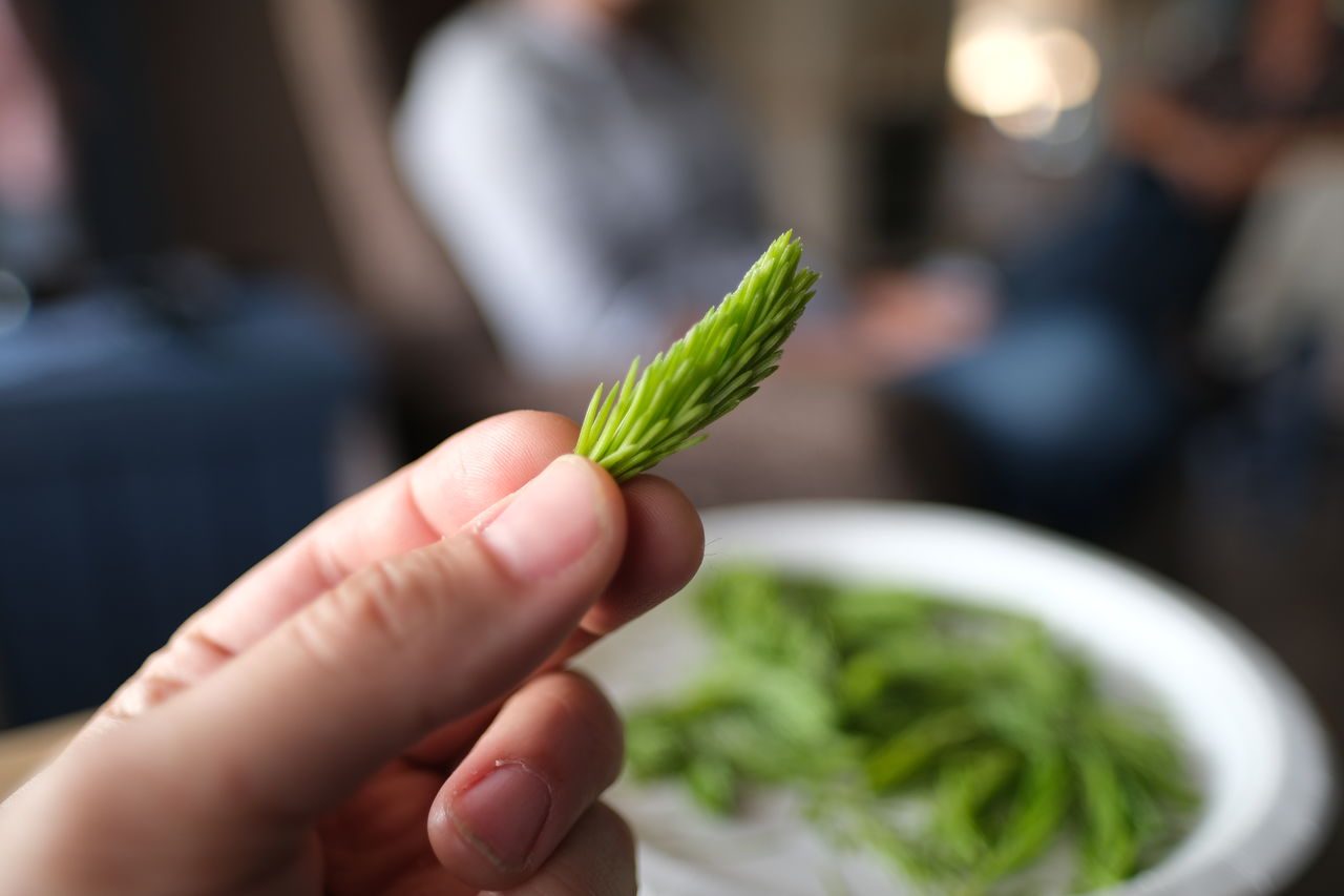 CROPPED IMAGE OF HAND HOLDING GREEN LEAF
