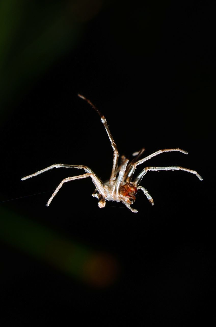 CLOSE-UP OF CATERPILLAR ON BLACK BACKGROUND