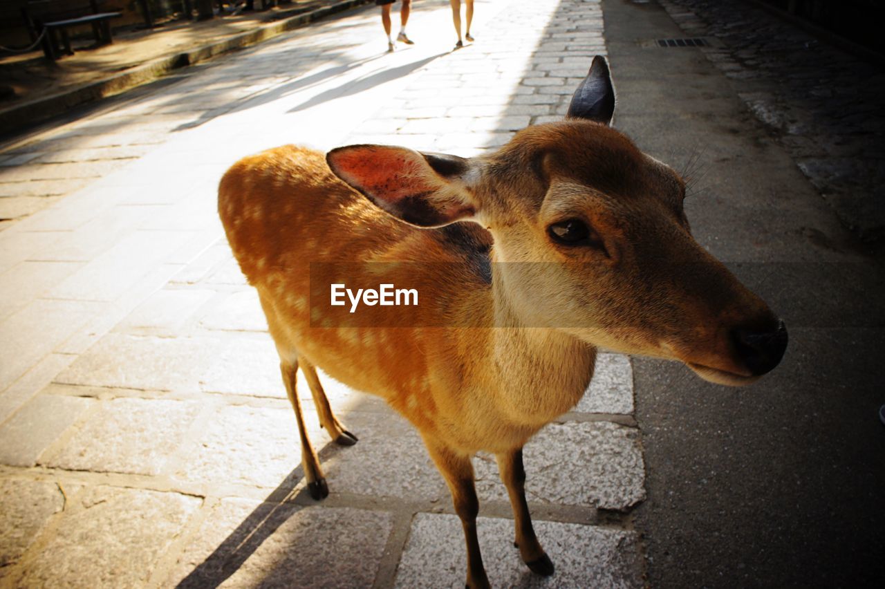 Deer standing on footpath