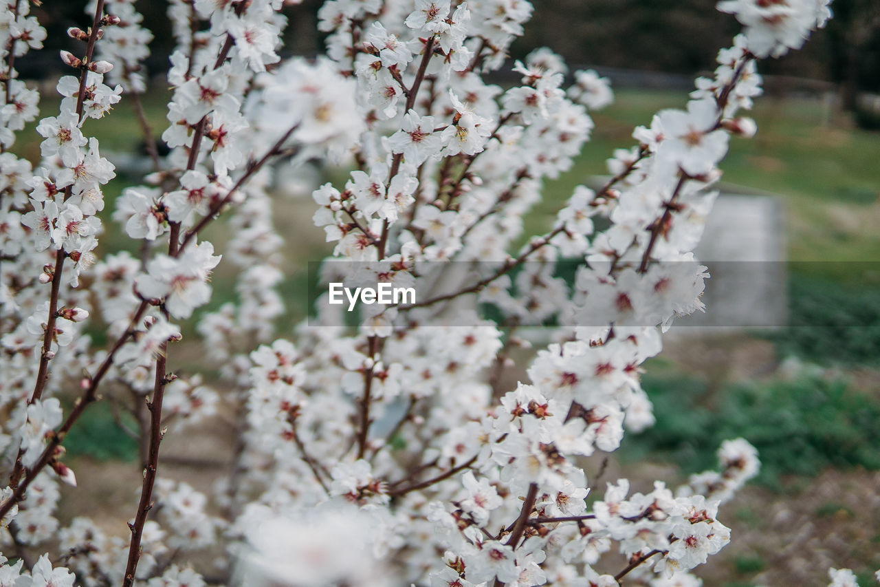 Close-up of white flowers blooming on tree