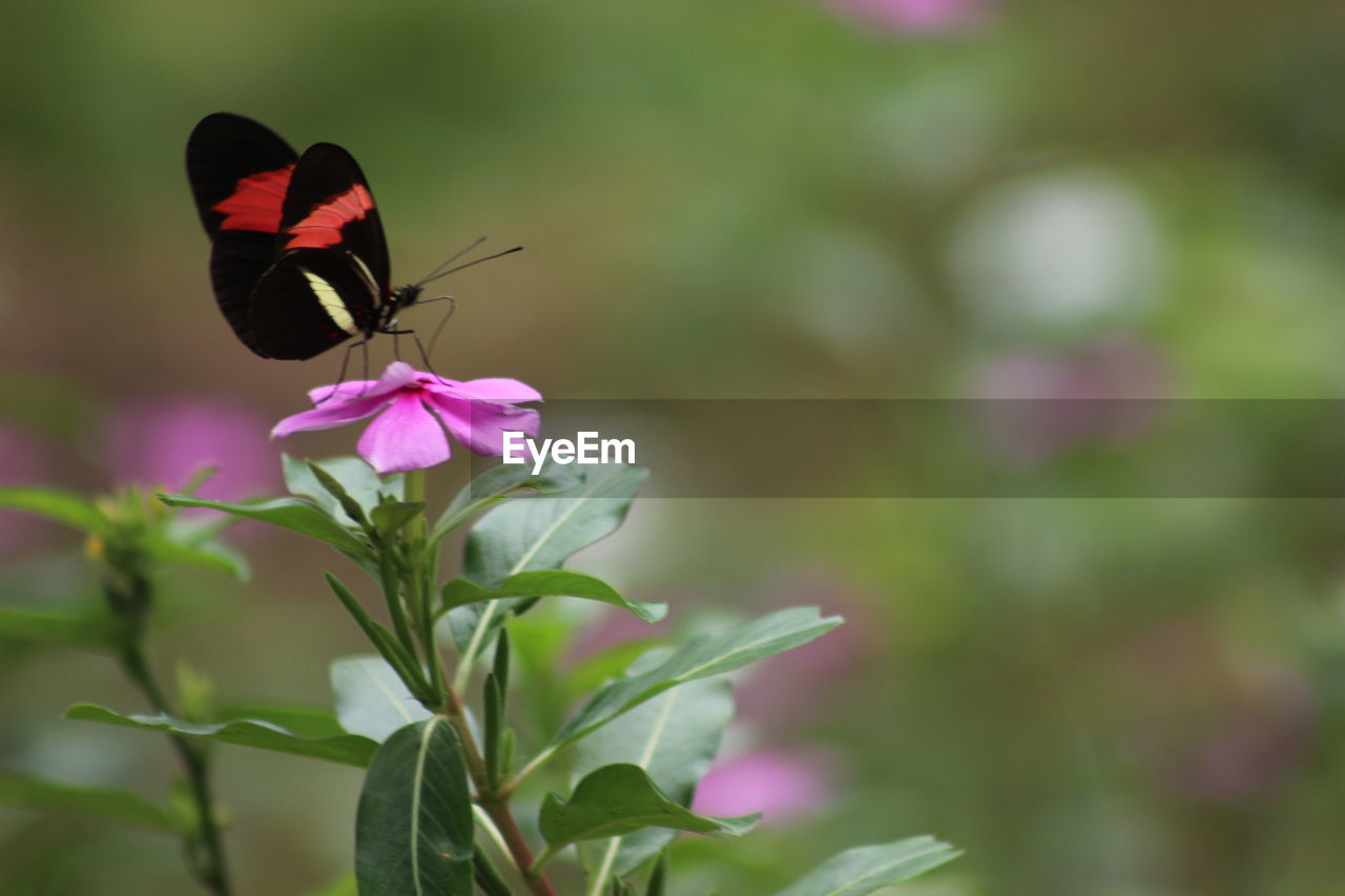 Close-up of butterfly on pink flower