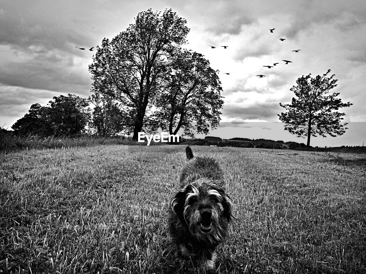 Dog walking on grassy field against birds flying in cloudy sky