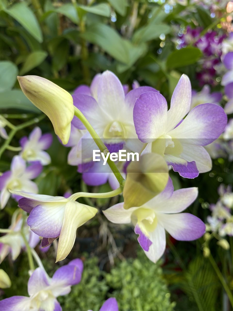 CLOSE-UP OF PURPLE FLOWER