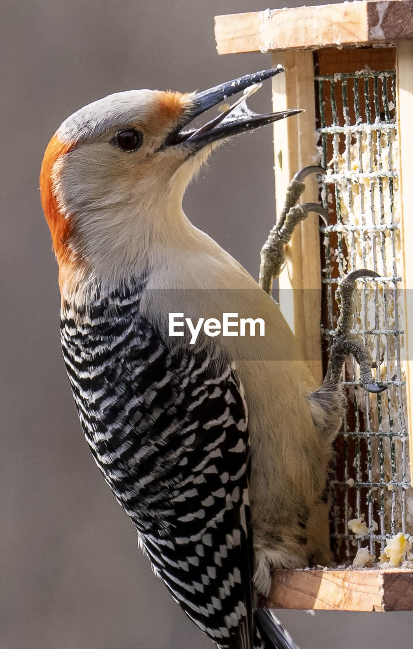 CLOSE-UP OF EAGLE PERCHING