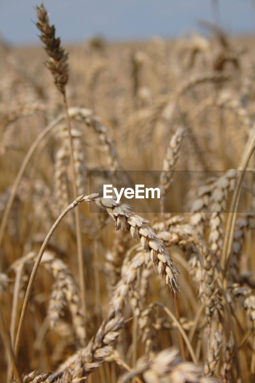 CLOSE-UP OF STALKS IN FIELD