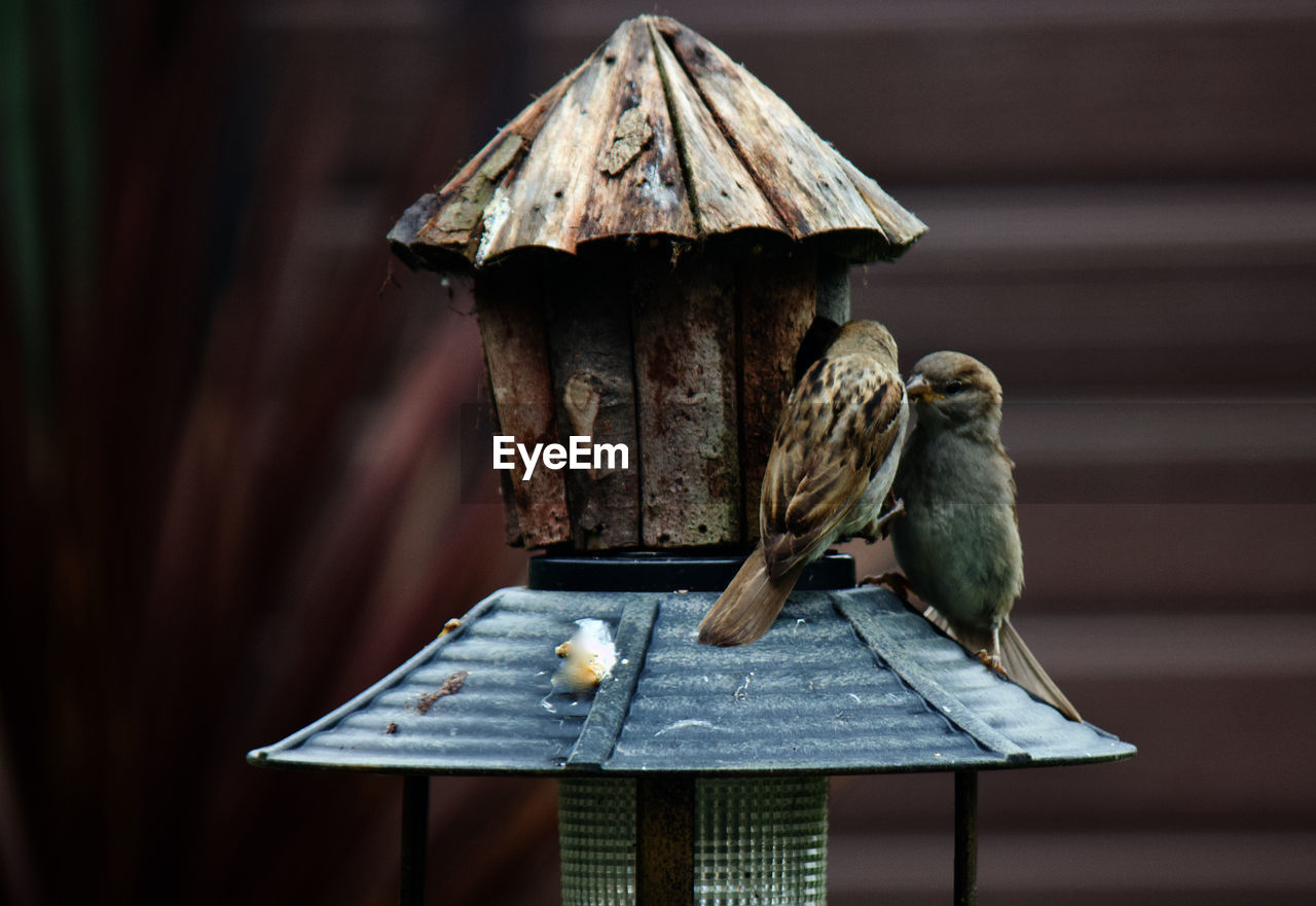 CLOSE-UP OF BIRD PERCHING ON WOODEN