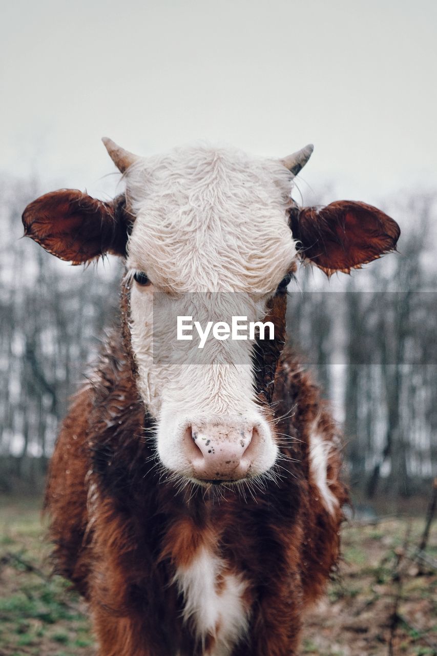 Portrait of cow