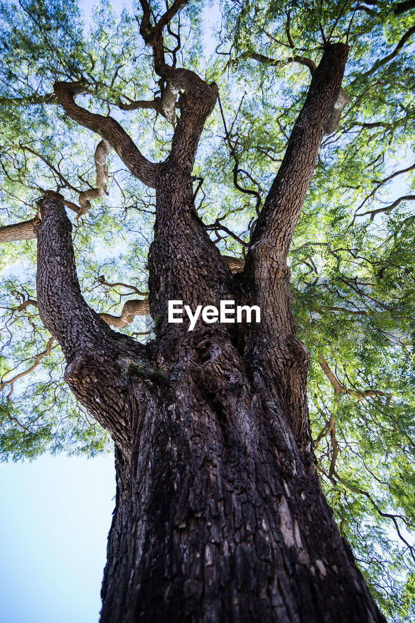 CLOSE-UP LOW ANGLE VIEW OF TREE