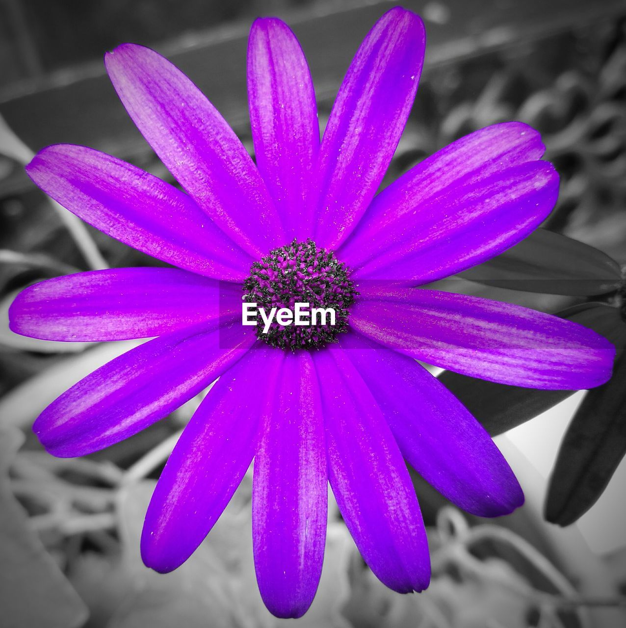 CLOSE-UP OF PURPLE CONEFLOWER