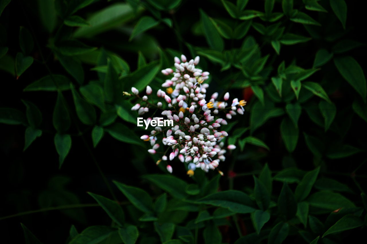 CLOSE-UP OF FLOWERS BLOOMING IN PLANT