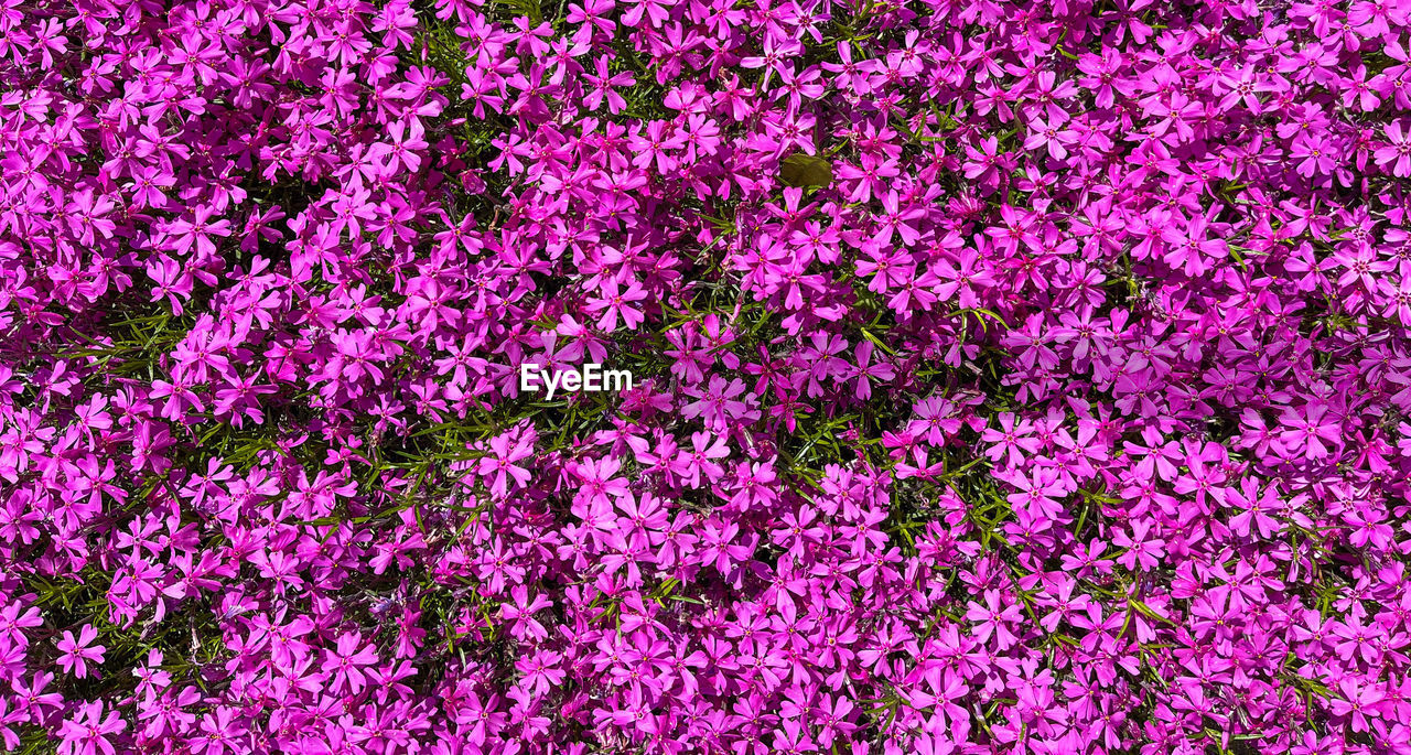 full frame, flower, flowering plant, backgrounds, plant, pink, no people, freshness, growth, beauty in nature, nature, shrub, day, lilac, purple, fragility, abundance, close-up, outdoors, lavender, field, high angle view