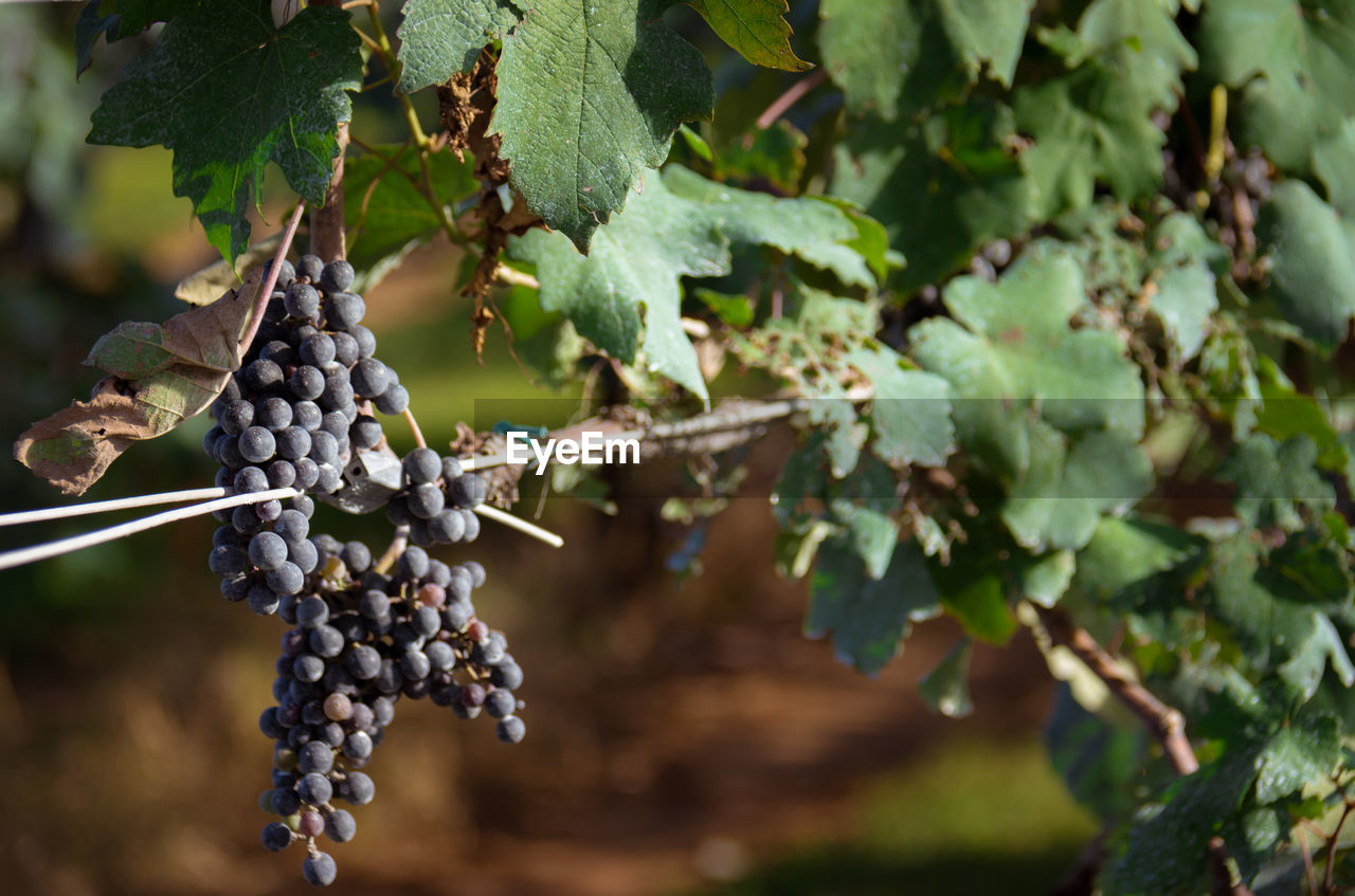 CLOSE-UP OF GRAPES HANGING ON TREE