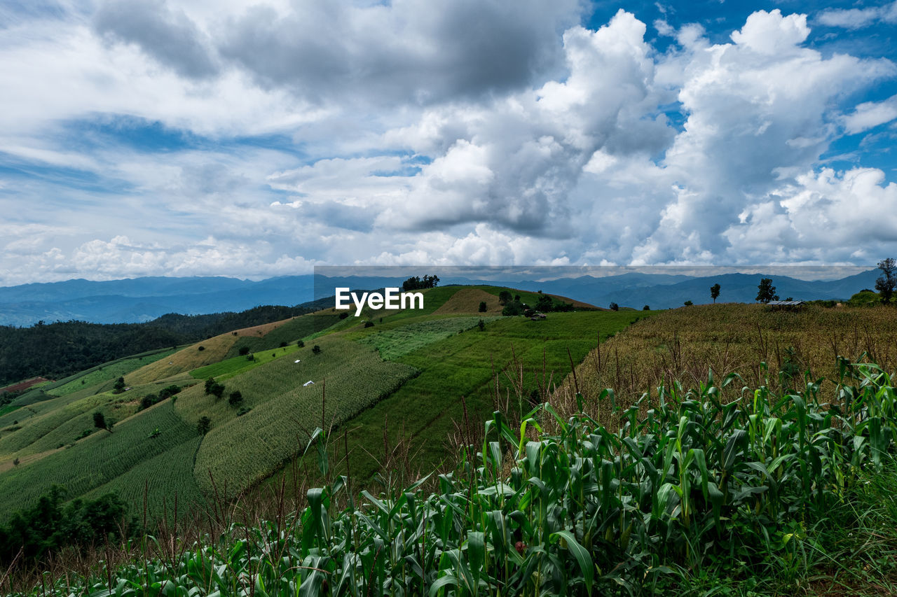 SCENIC VIEW OF AGRICULTURAL LANDSCAPE AGAINST SKY