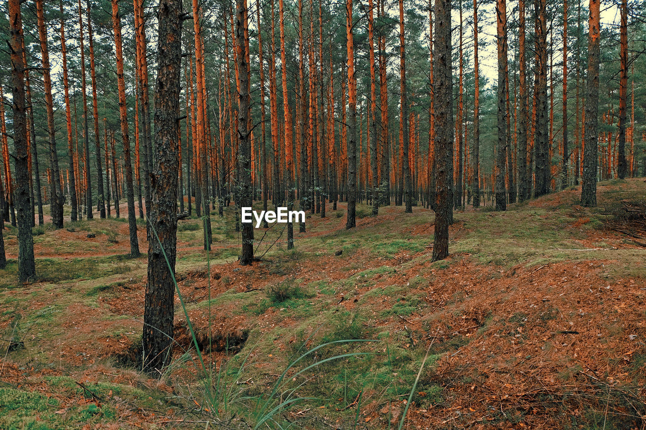 Trees in forest during autumn