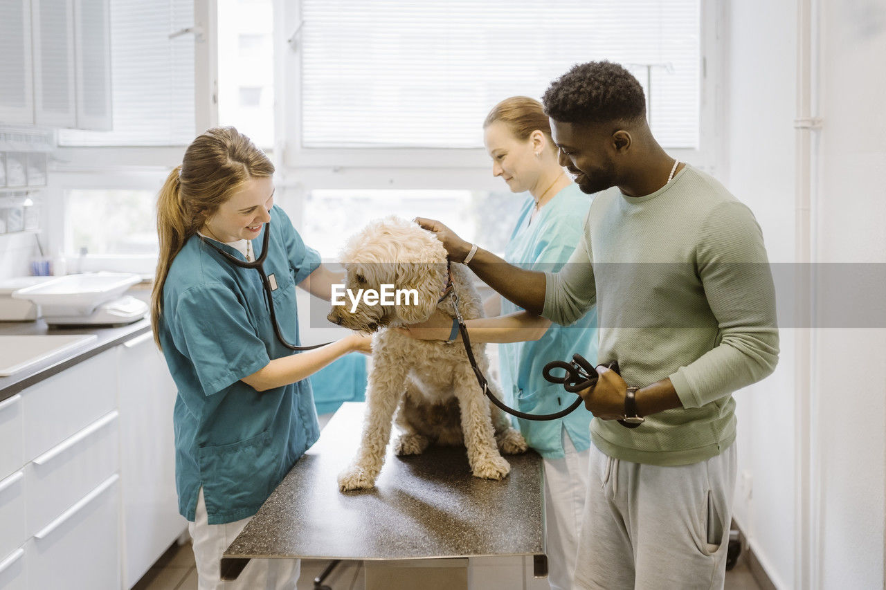 Smiling female veterinarian examining labradoodle on examination table in medical clinic