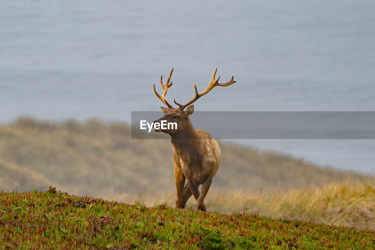 Tule elk standing in a field on point reyes sea shore