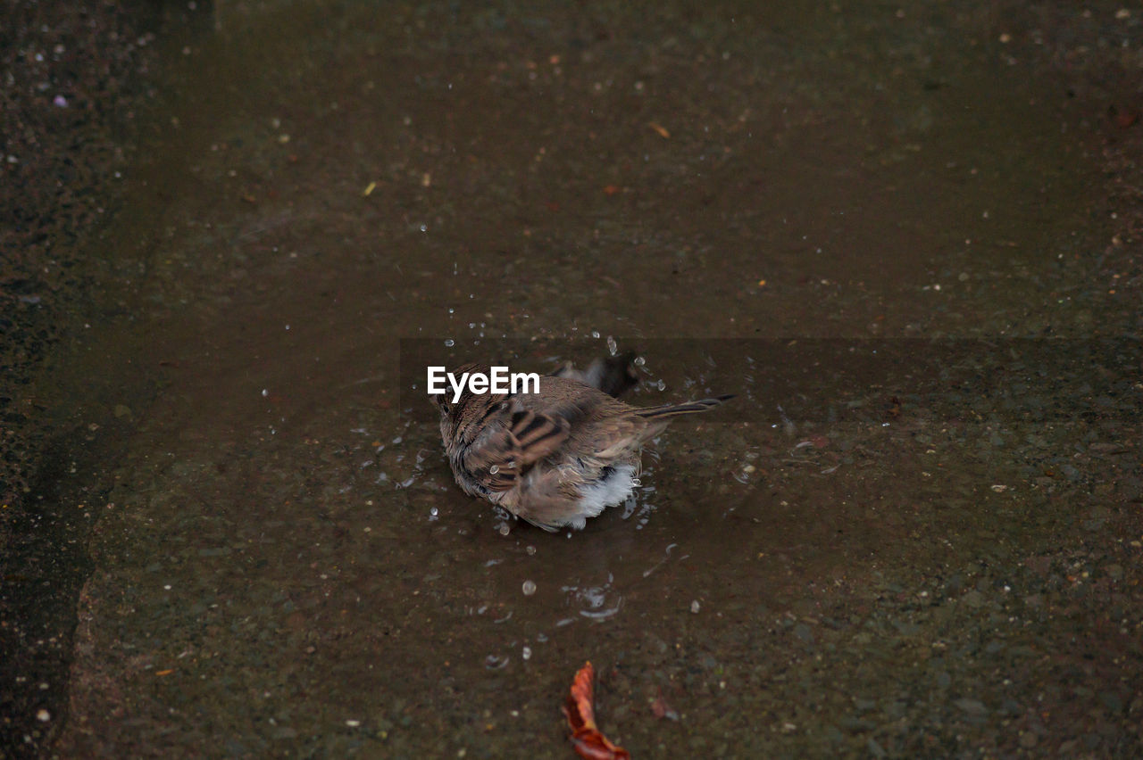 High angle view of sparrow perching on puddle