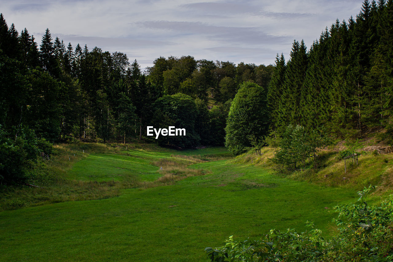 Trees growing in forest against sky