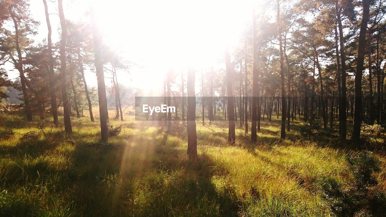 SUN SHINING THROUGH TREES ON GRASSY FIELD