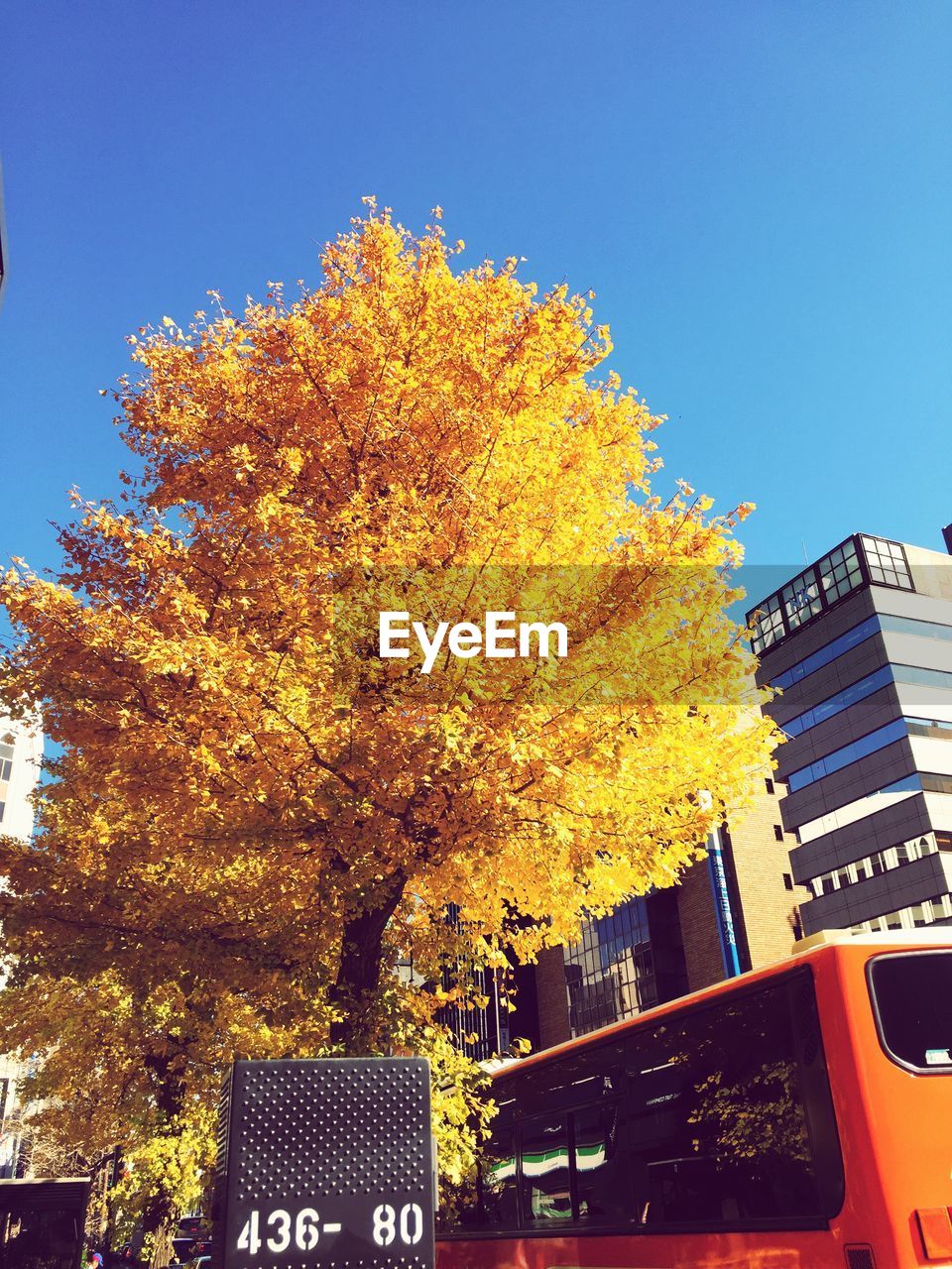 LOW ANGLE VIEW OF TREES AGAINST BUILDINGS