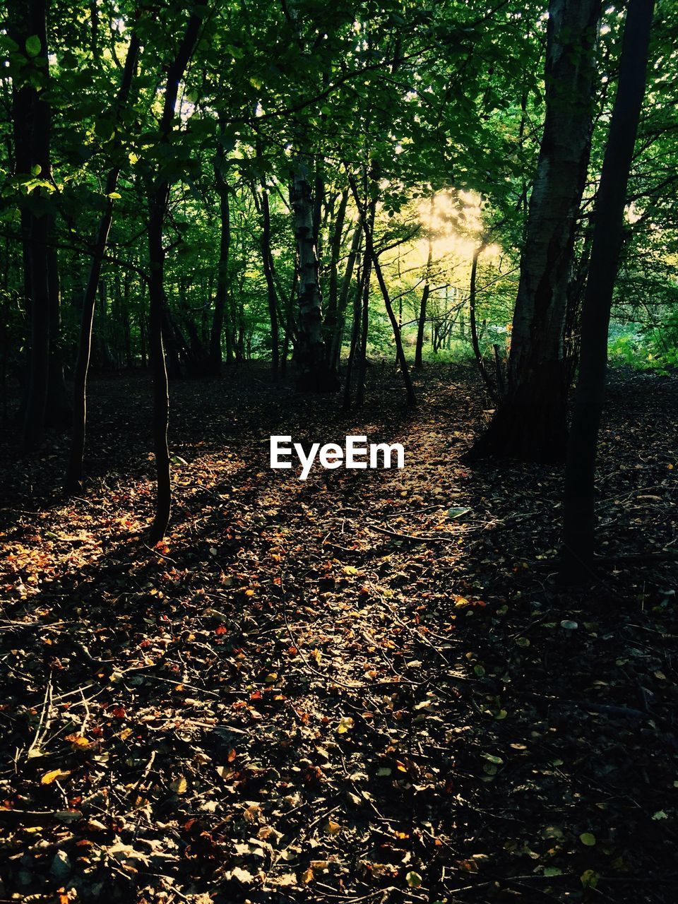 VIEW OF TREES IN FOREST