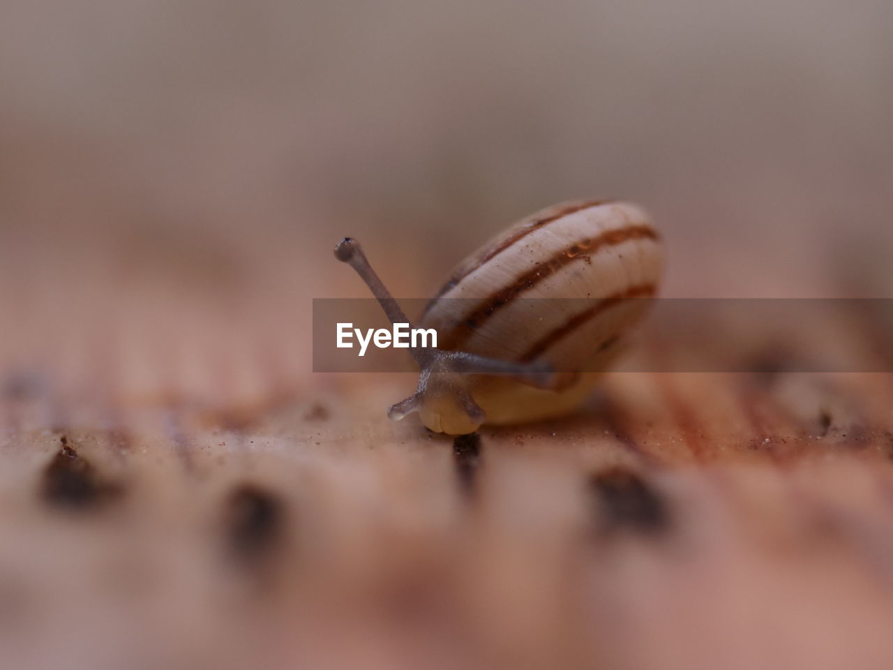 animal wildlife, close-up, animal themes, animal, macro photography, snail, selective focus, one animal, mollusk, gastropod, wildlife, snails and slugs, no people, insect, macro, animal body part, nature, crawling, animal antenna, land, outdoors, day, brown