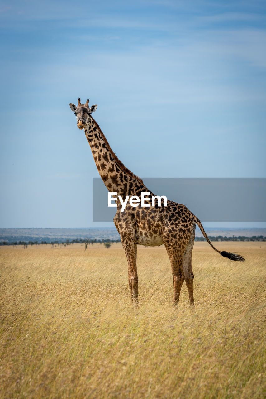 Masai giraffe stands in grassland flicking tail