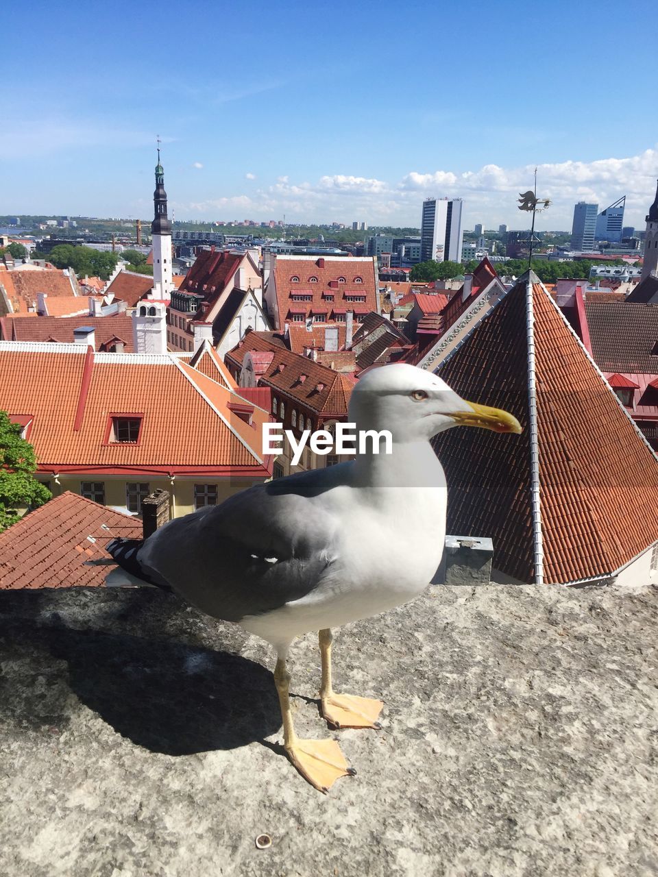SEAGULLS PERCHING ON ROOF AGAINST SKY