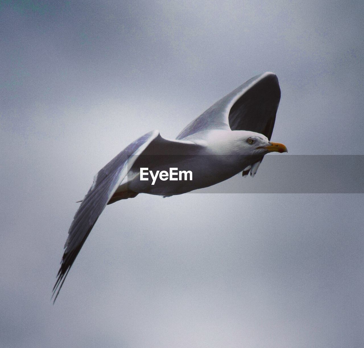 Low angle view of seagull flying against sky