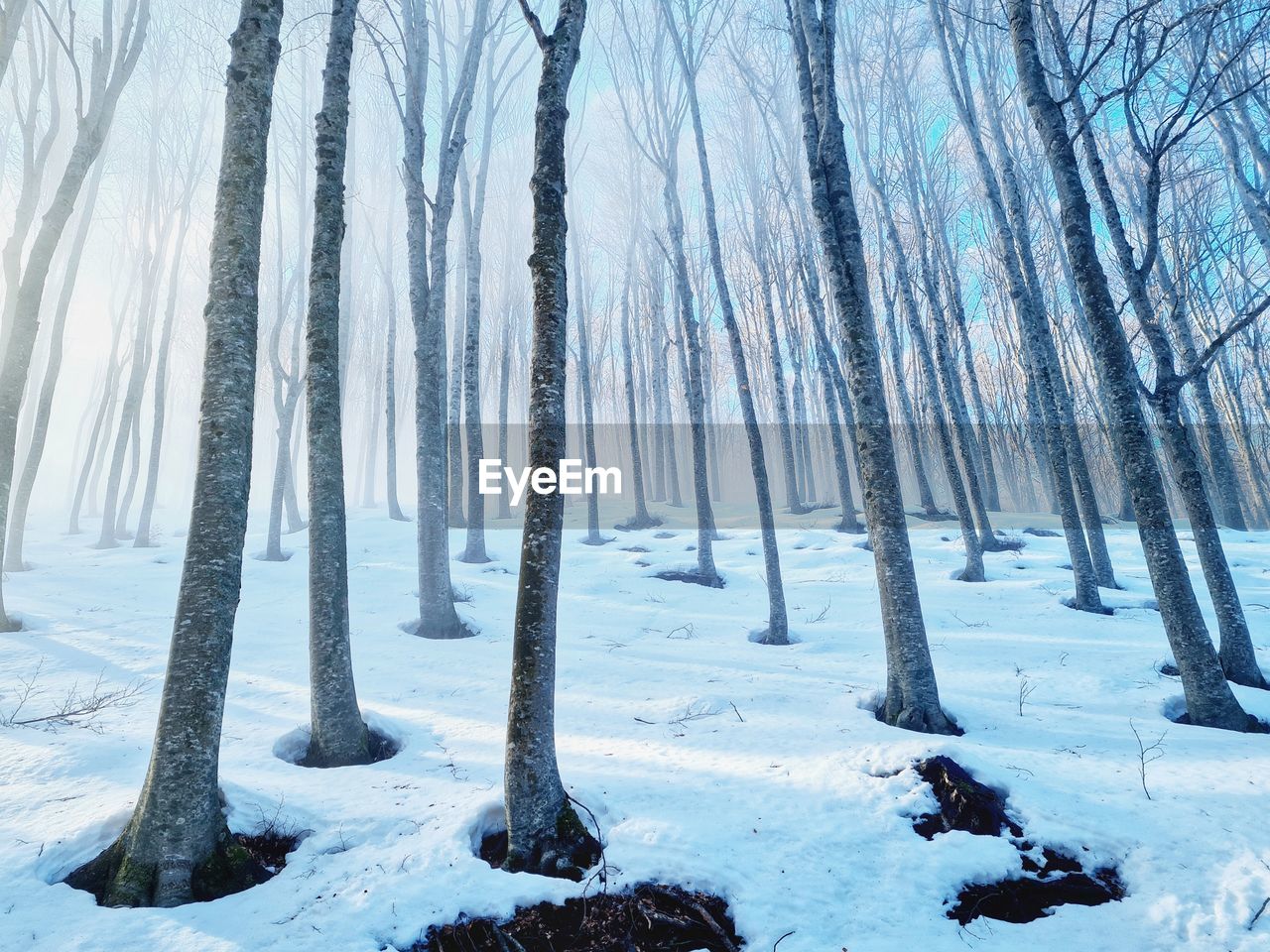 Sunlight and fog among the trunks of a snowy forest