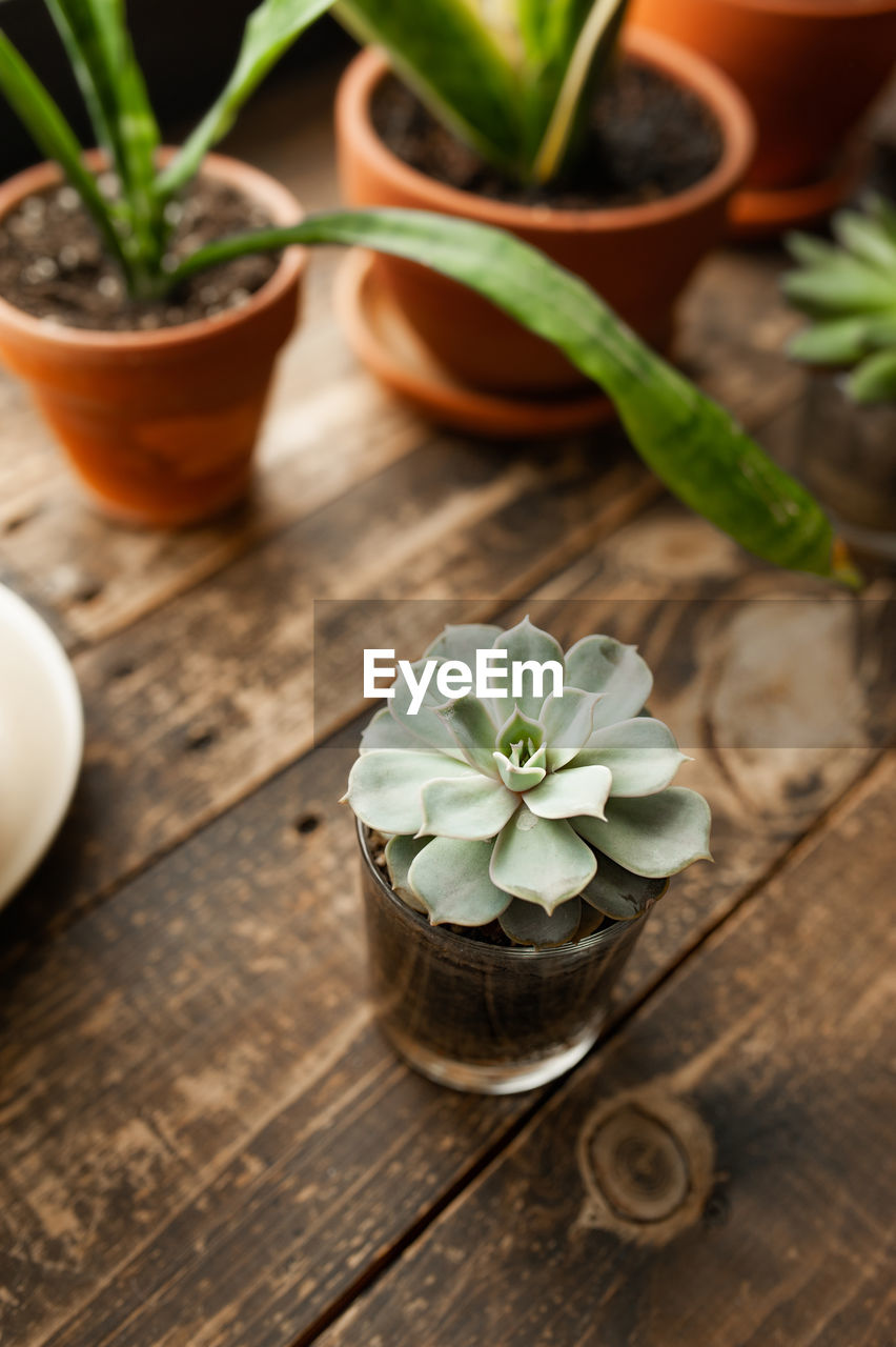 CLOSE-UP OF POTTED PLANTS ON TABLE