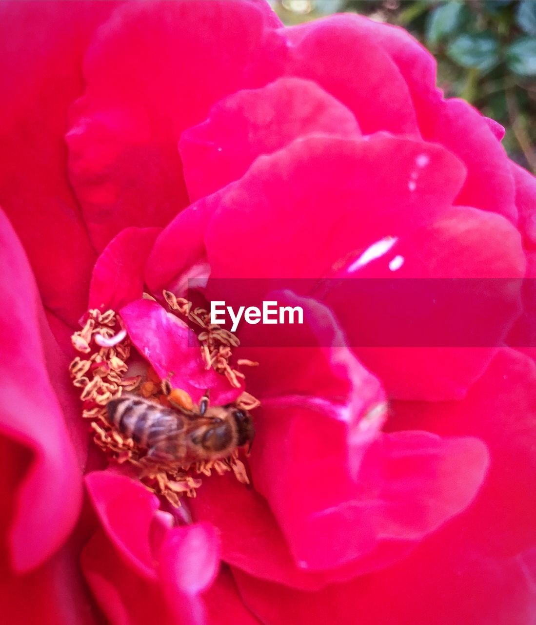 CLOSE-UP OF PINK FLOWER OUTDOORS