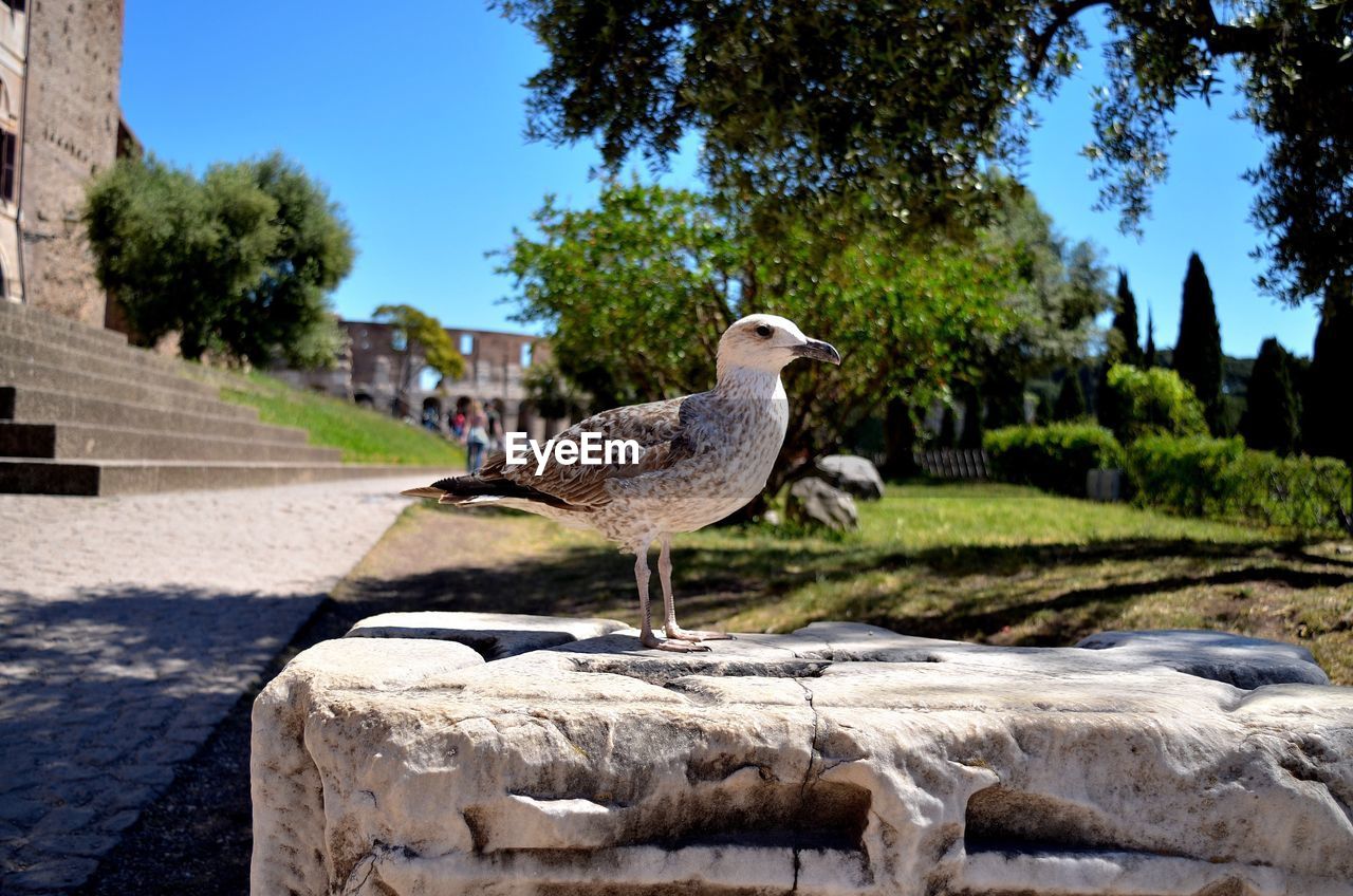 Bird perching on retaining wall against trees