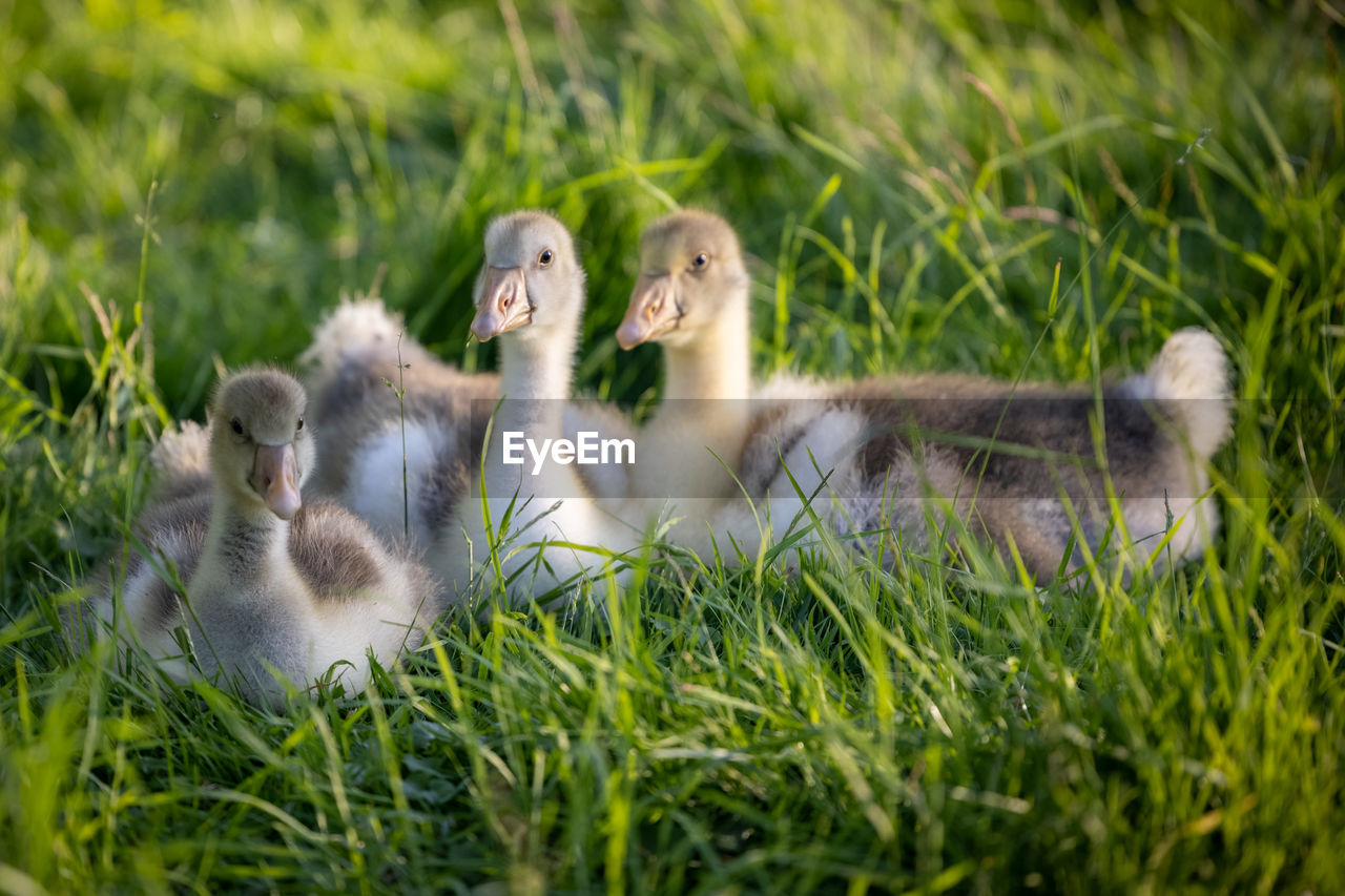 Goslings in a field