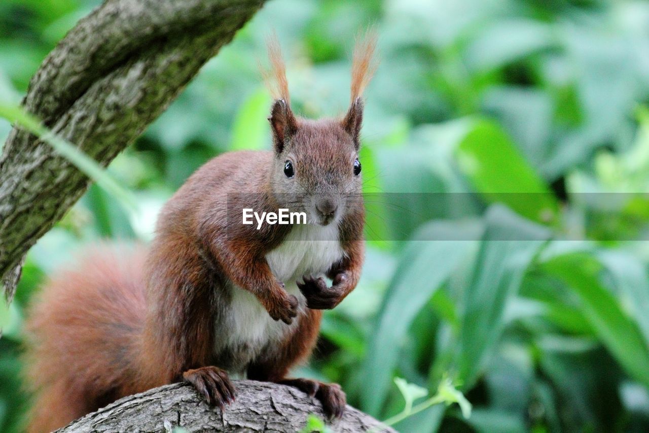 Close-up of squirrel sitting on tree trunk