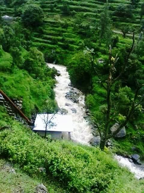 STREAM IN FOREST