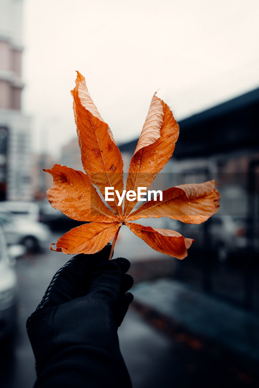 Close-up of hand holding maple leaves during autumn